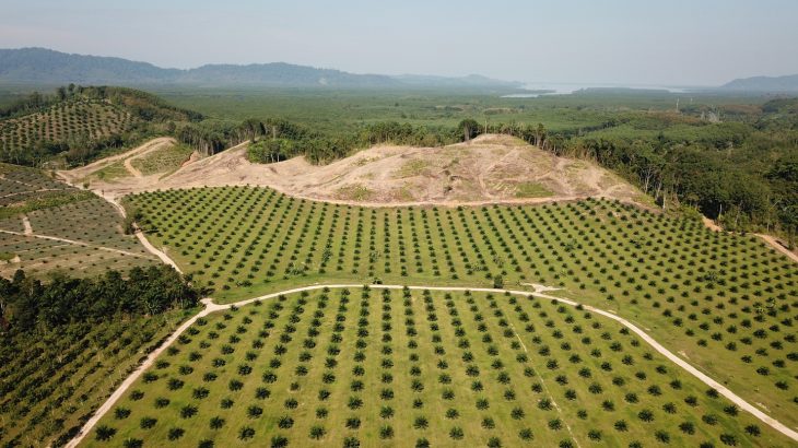 A new study from the University of Cambridge proves that companies must be more upfront about their usage of palm oil.