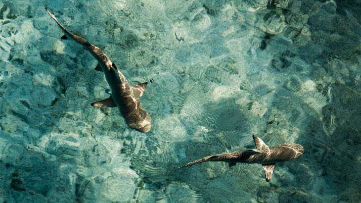 Scientists thought the cartilage in sharks would get tougher with age, but were surprised to find that it's actually tougher in young sharks.