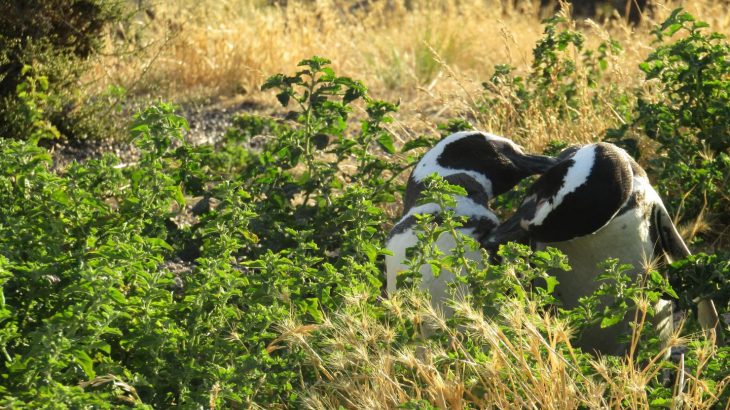 A pair of mated Magellanic penguins preen each other at Punta Tombo, a breeding colony where males outnumber females three to one.