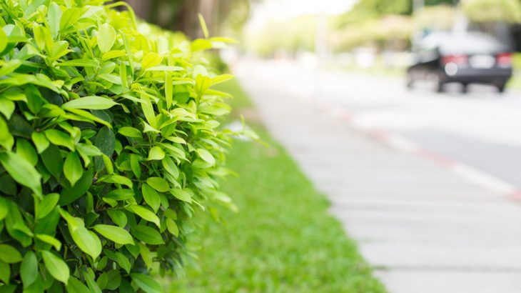 Roadside hedges are the most effective way to cut walking-level air pollution, a new study has found.