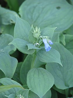 Japanese bluebell