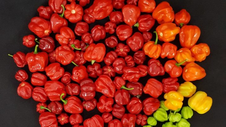 Researchers will engineer tomatoes that are spicy like the chili pepper to mass produce the molecules that make peppers spicy.
