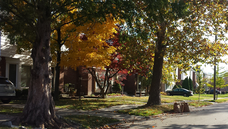 A new study from the University of Vermont is the first to explore what makes some people opposed to city tree planting programs.