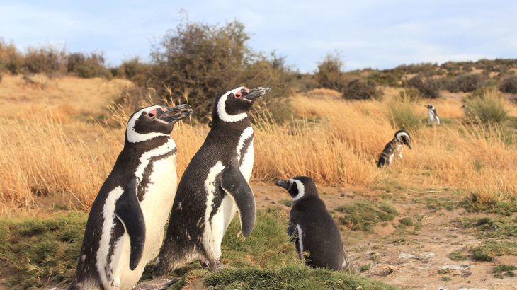 Female Magellanic penguins travel farther north than their male counterparts, which leads to thousands of female penguins getting stranded.