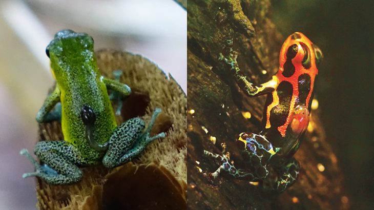 A new study from the University of Texas at Austin has revealed that evolution has a formula for monogamy and co-parenting.