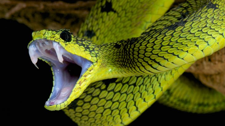 An international team of scientists may have unraveled the mystery of why some snakes have venom that is deadlier than others.