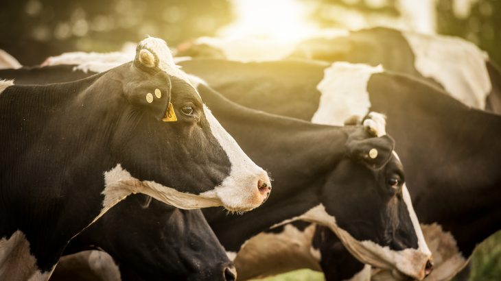 According to the Society for Nutrition Education and Behavior (SNEB), environmental sustainability should be the basis of dietary guidance.