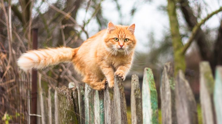 Most cat owners think that their pets will instinctively hunt birds and mice whether they discourage the behavior or not.