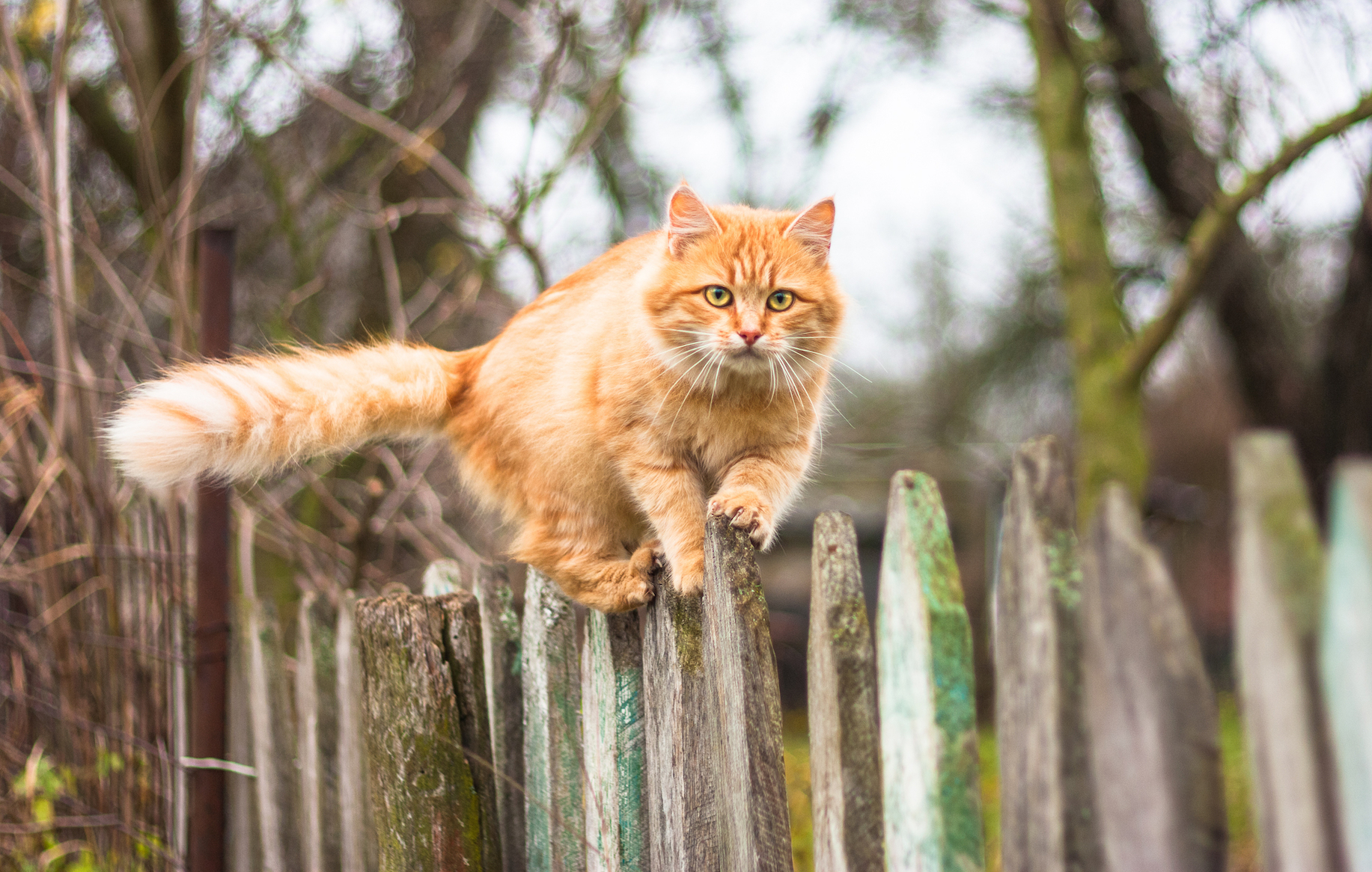 Most cat owners think they can’t stop their pet from hunting wildlife