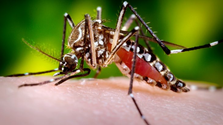 A new study could pave the way for a type of mosquito birth control to reduce mortality rates and prevent diseases from spreading.