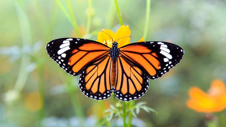 There has been an 86 percent decline in monarch butterflies since 2017 and this year's count recorded less than 30,000 butterflies overall.