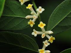 Champion's daphne