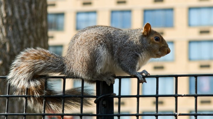 Cancer prevalence is increasing among urban wildlife due to increased exposure to new threats like chemical, noise, and light pollution.