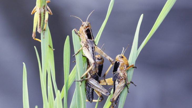 Scientists identified a mechanism in locusts that uses a red pigment as a switch to shift between green and black coloring.