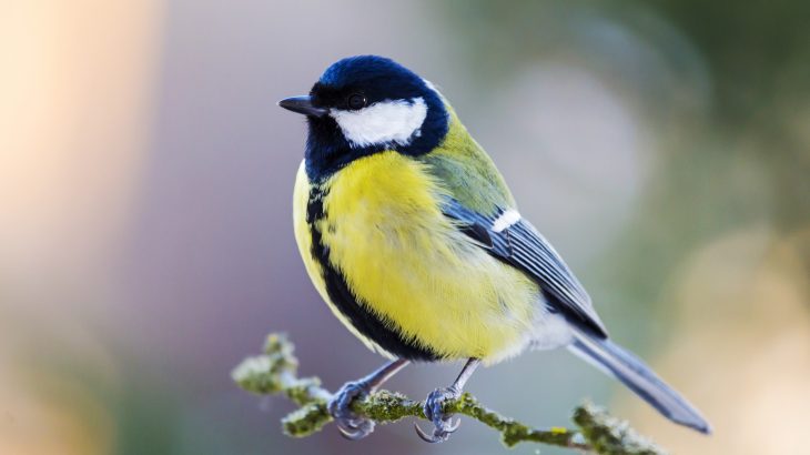 Researchers have discovered that climate change is intensifying feuds between great tits and pied flycatchers during the breeding season.