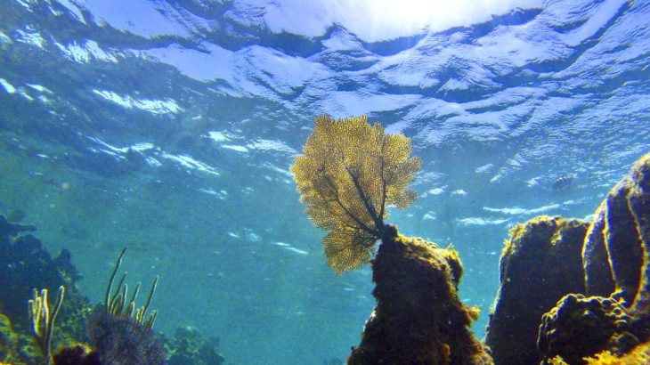 According to new research from UC Berkeley, greenhouse gasses are warming our oceans at a faster rate than previously thought.