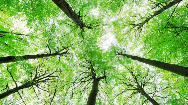 Ohio State University researchers are investigating a new disease that is killing beech trees and has already made its way into 11 counties.