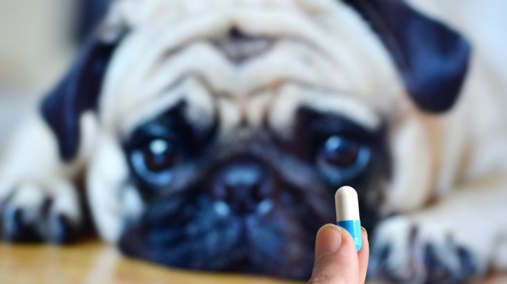 Because veterinary opioid prescriptions are less regulated, misuse of veterinary opioids may be contributing to the opioid epidemic.