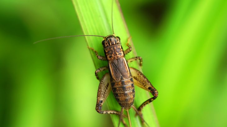 The idea of using insects as a protein-rich food alternative is quickly growing into a multi-million dollar industry.