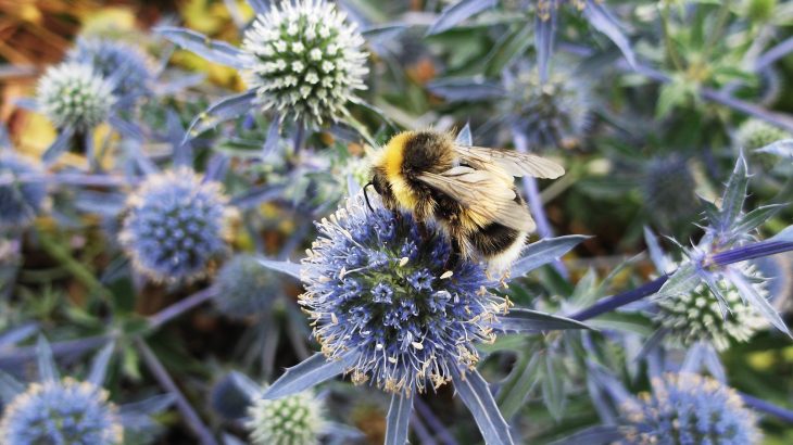 Community and residential gardens could offer a lifeline to pollinators and could help efforts to conserve and protect pollinating insects.
