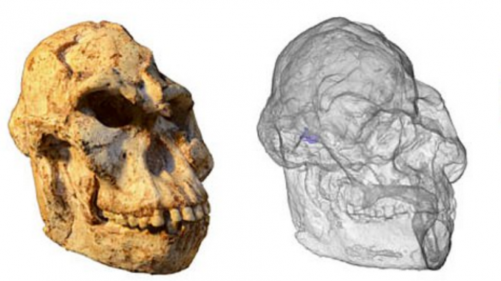 New research from the University of Witwatersrand has found that 'Little Foot' walked more like a chimp than a human.