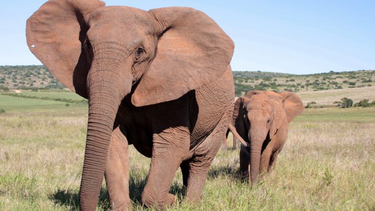 In a remarkable illustration of natural selection, African elephants are beginning to lose the tusks that make them so valuable to poachers.