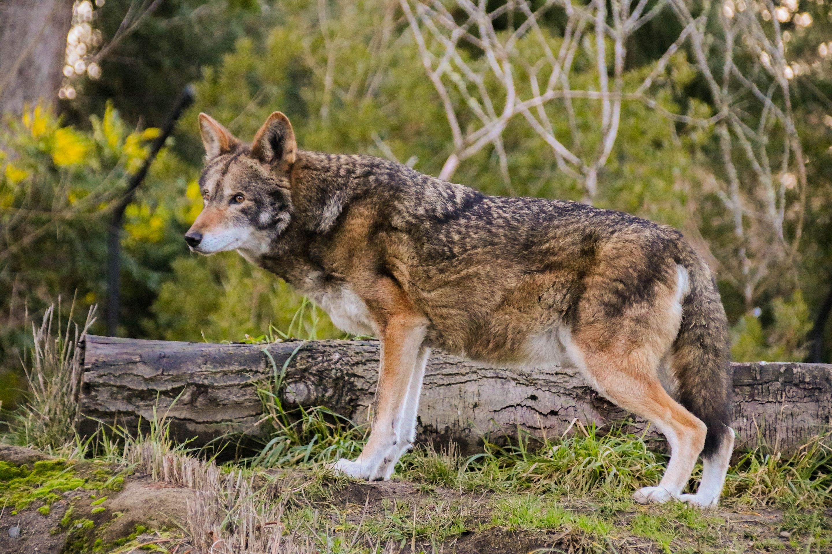 Extinct Red Wolf DNA Discovered In Texas Hybrid Pack Of Wild Dogs 