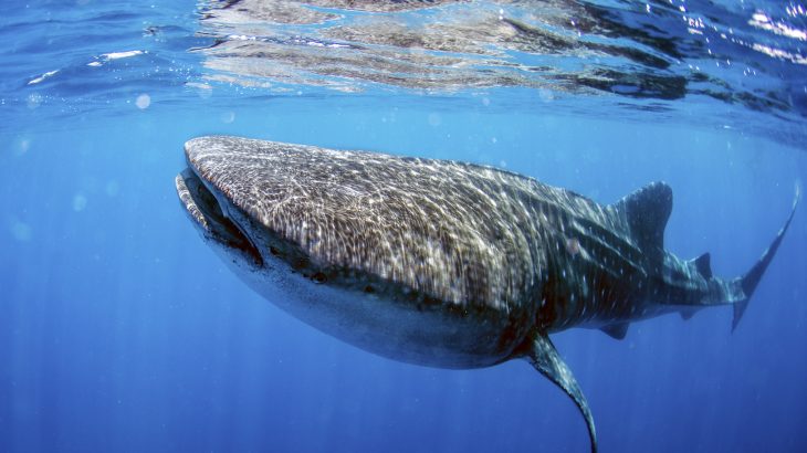 Researchers are using a simple yet powerful technique to explore the diets, migrations, and conservation needs of endangered whale sharks.