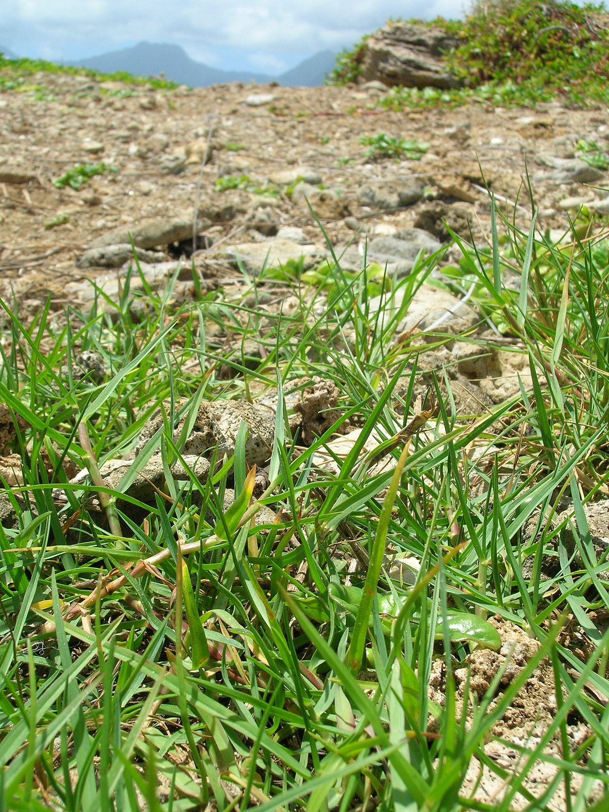 Hanke's paspalum