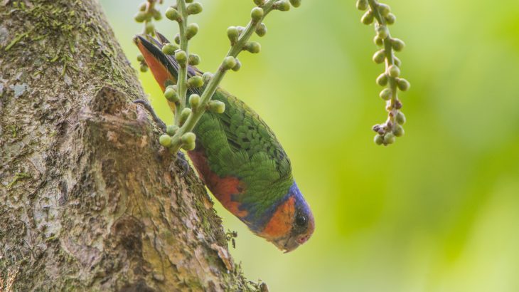 As habitat degradation, and climate change continue to threaten biodiversity, more species are experiencing drastic population declines.