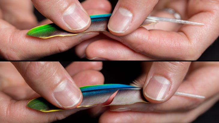 Engineers at the University of California San Diego are using bird feathers as a model to develop new adhesives and aerospace materials.