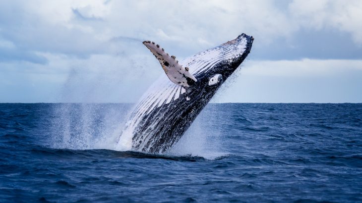 Japan has officially withdrawn from the International Whaling Commission (IWC) and plans to resume commercial whale hunting.