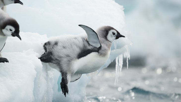 Experts are sharing previously unknown details about when emperor penguins first learn how to swim, dive, and find food.