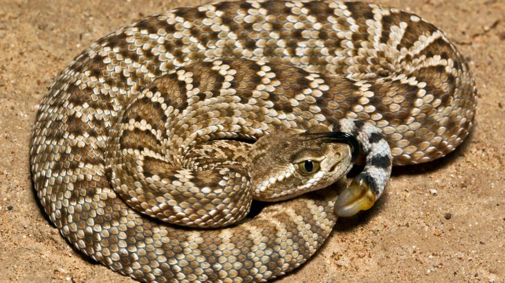 Mojave rattlesnakes that live in the southwestern United States and central Mexico have a lethal bite thanks to their venom.