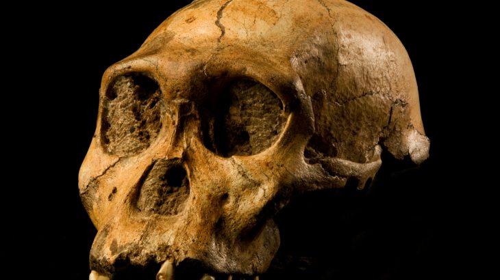 Scientists have confirmed a key “missing link” in the human family tree that helps explain the evolution of upright apes into early humans.