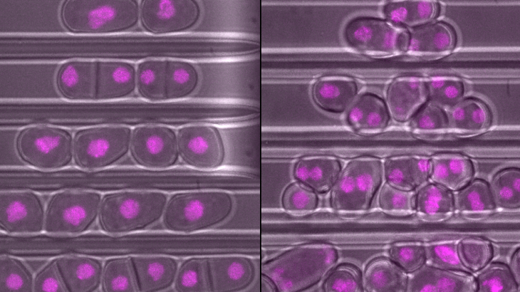 A team of researchers has found that staying in the right shape is essential for the reproductive success of cells.