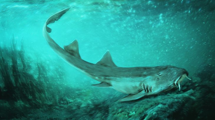 Hidden in the leftover sediment that once surrounded SUE's bones, experts have found the remains of a new shark species.