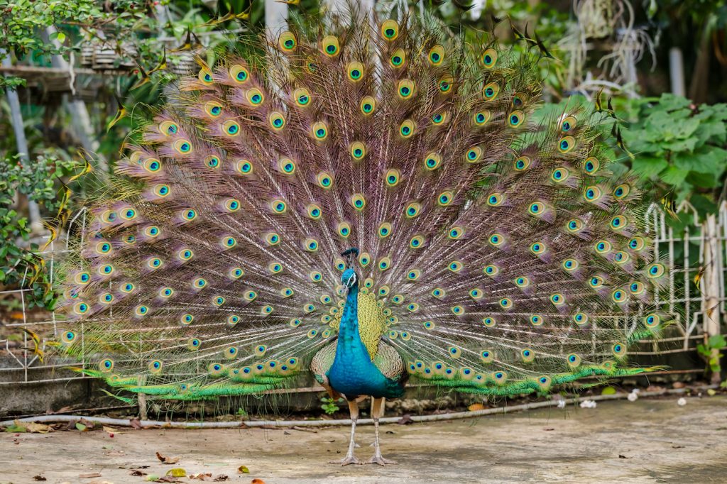 How a peacock may use its flashy feathers to evade predators •