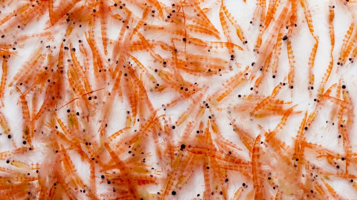 Climate change is driving Antarctic krill southward which could have an irreversible impact on the Southern Ocean food web.
