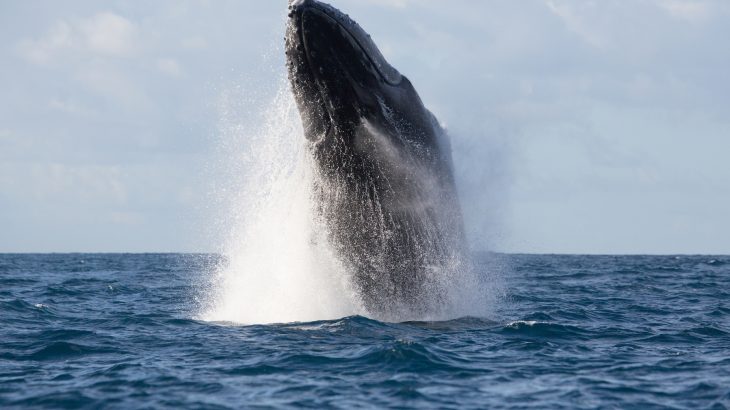 Male humpback whales make some of the most complex and unique whale songs compared to any other whale species.