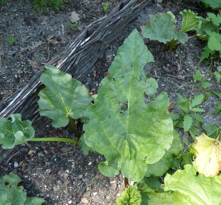 Rhubarb
