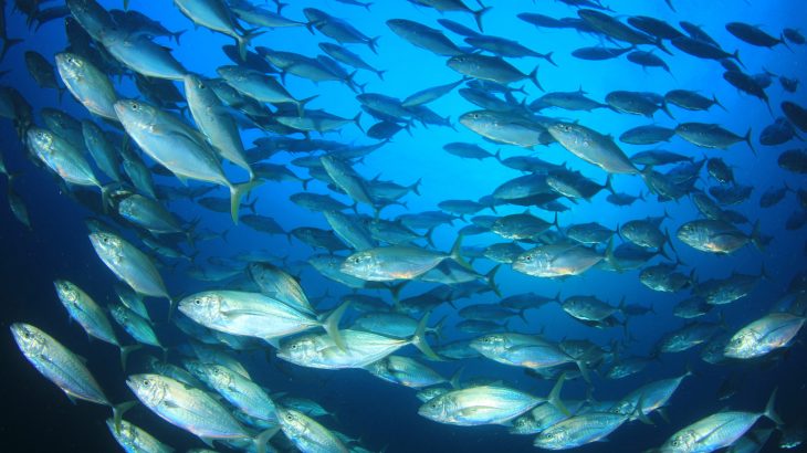 A new study may help to explain why toxic methylmercury concentrations in tuna fish vary across different geographic regions.