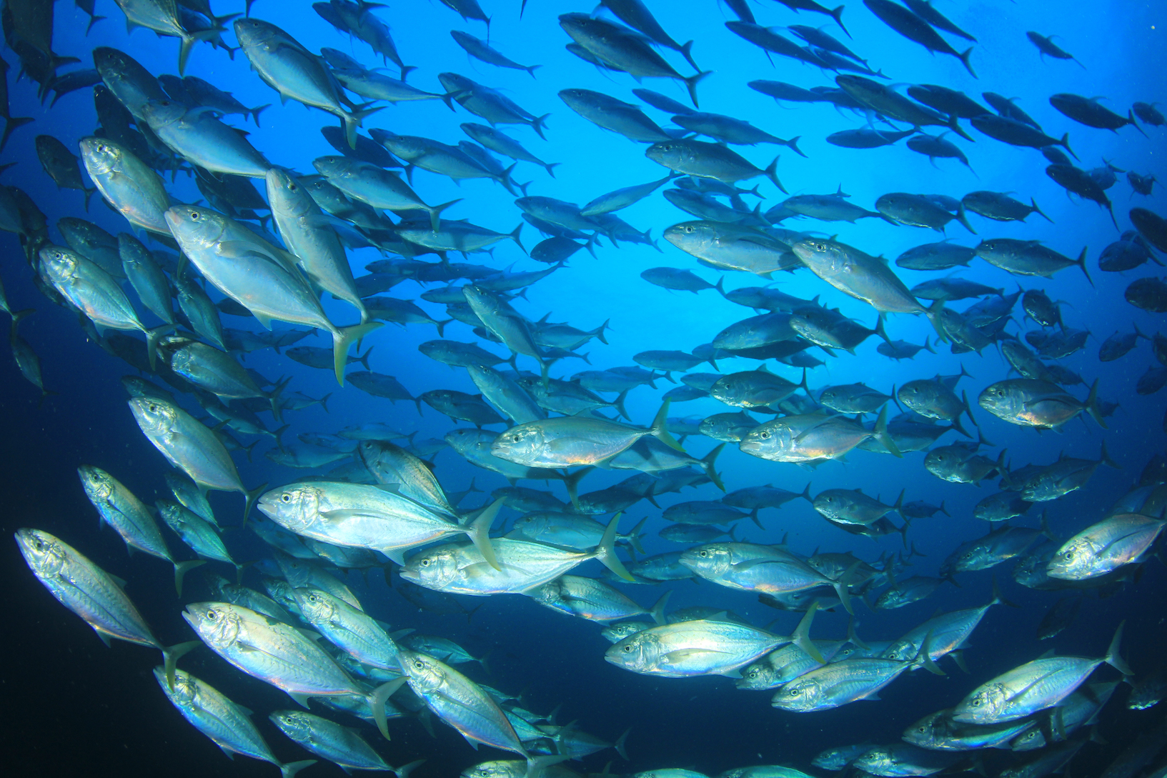 Why do some tuna contain toxic mercury levels, while others don’t
