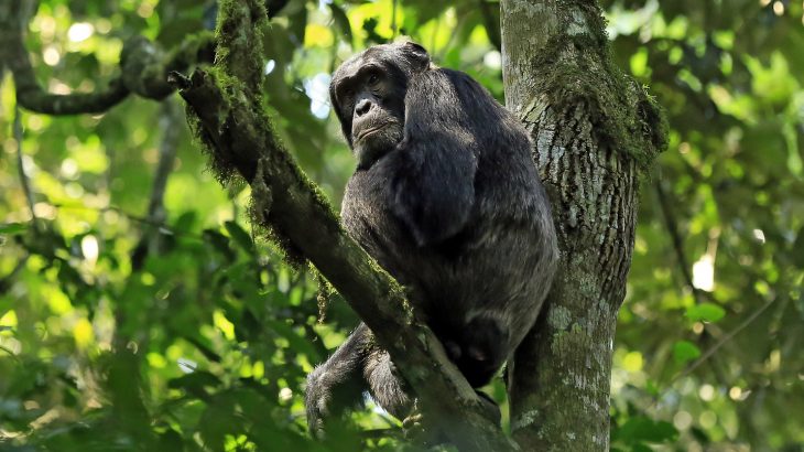 Kanyawara chimps became infected by the parainfluenza virus 3, while the Ngogo chimps were infected by the metapneumovirus.