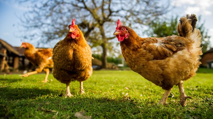 British scientists are developing gene-edited chickens, designed to be completely resistant to flu, in an effort to stop the next pandemic.