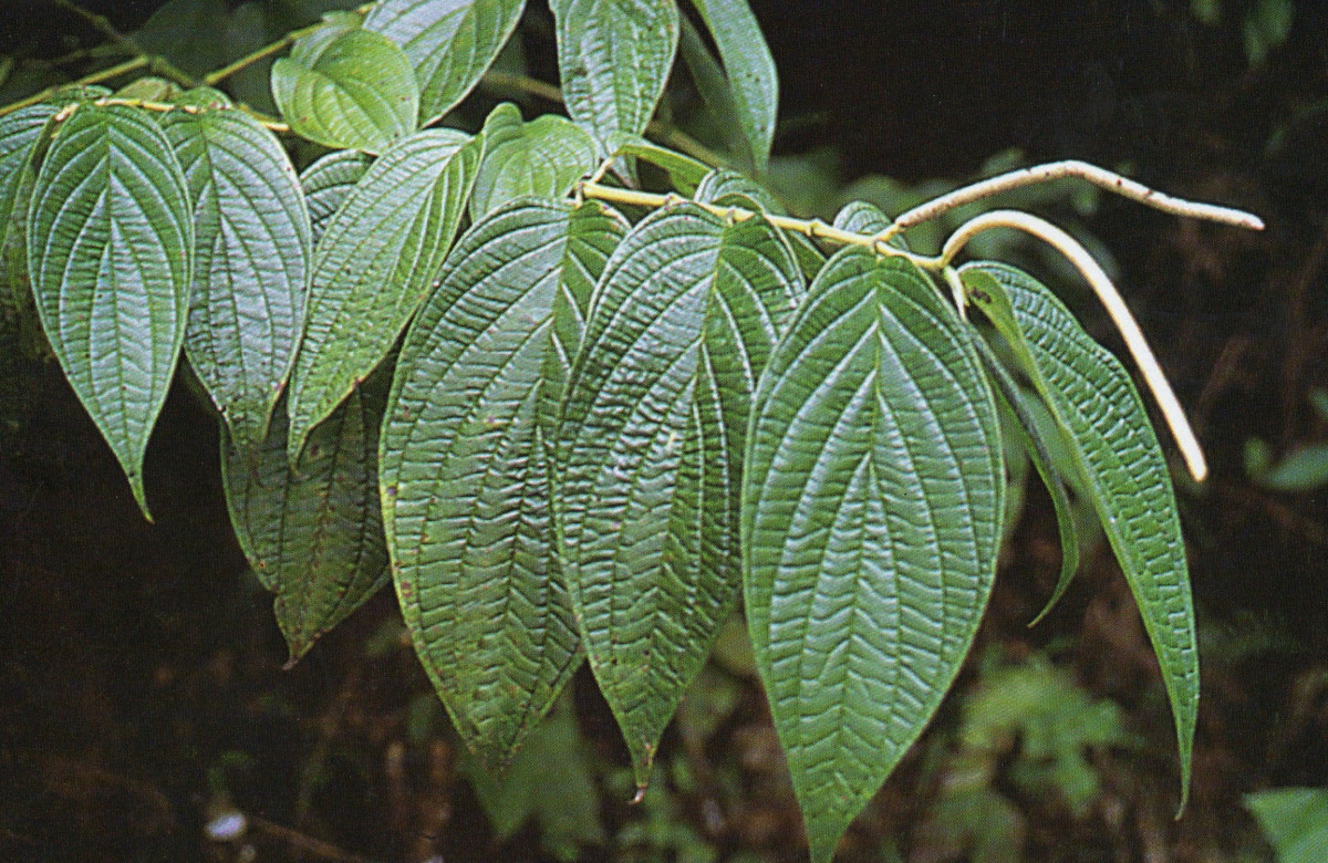 How to care for Kava - Complete Plant Care Guide | PlantSnap ...