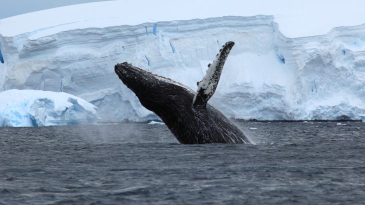 Why do warm-blooded marine mammals like whales and seals thrive in Arctic and Antarctic oceans but are less abundant in the tropics?