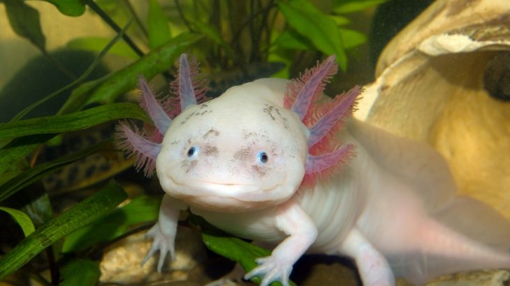 A team of scientists successfully assembled the genome of a salamander species that is able to regenerate almost every part of its body.