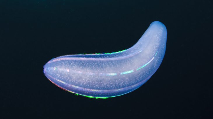 The unnamed creature dates back further than Dickinsonia, a mysterious organism that was named Earth's oldest animal just last year.