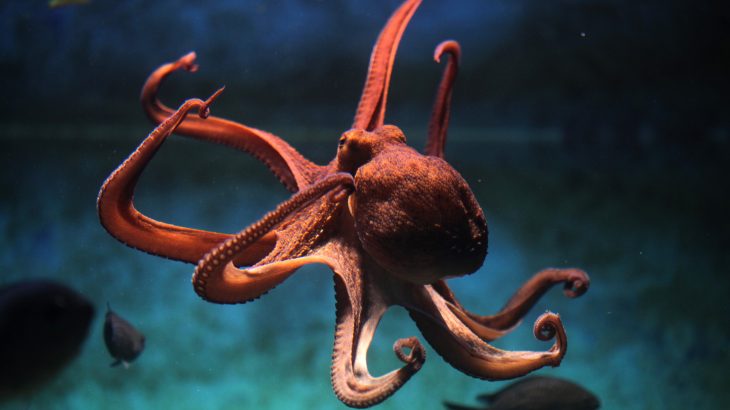 Octopus farming would threaten the wellbeing of octopuses in those conditions and would result in a negative ripple effect.